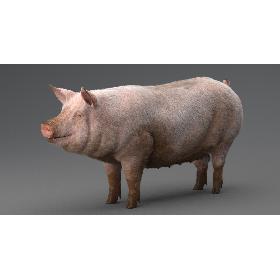 Pig 3D model